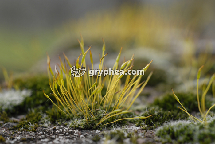 Mousses avec sporogones (Barbula muralis) - gryphea.com